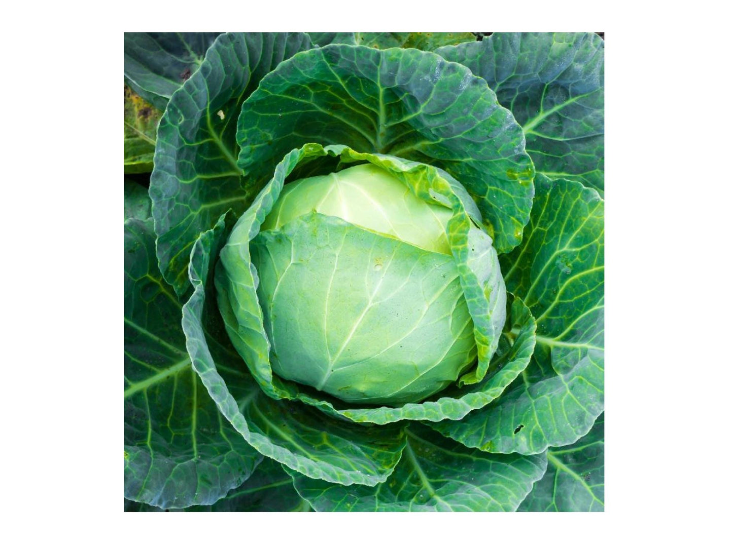 Danish Ballhead Cabbage Seeds – Heirloom Storage Cabbage for Cold Climate, 500 Seeds