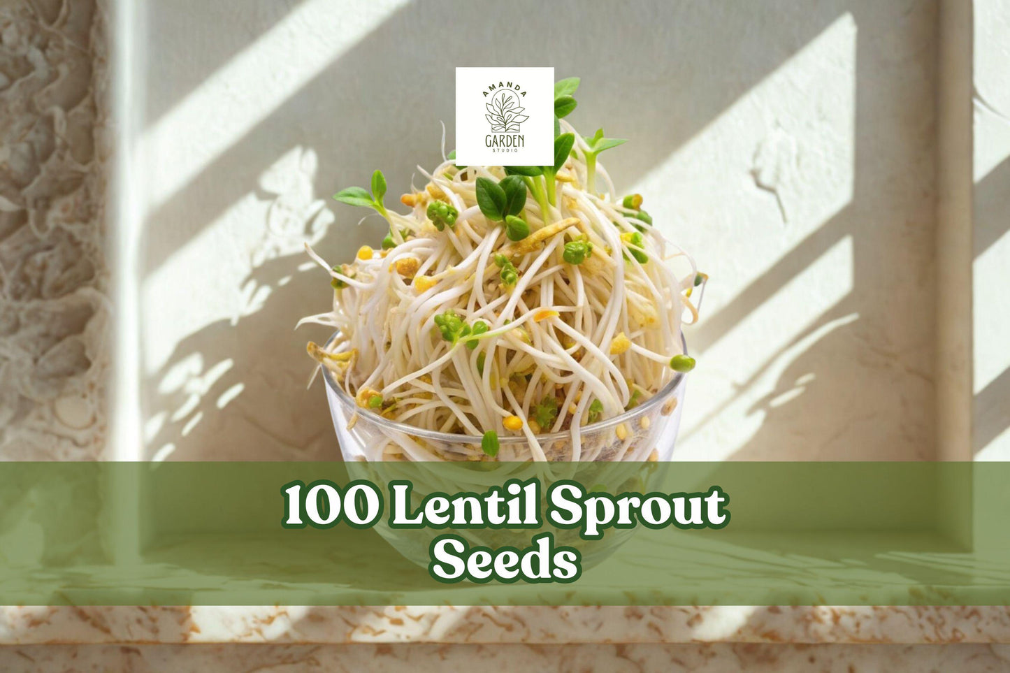 100 Lentil Sprout Seeds – Lens culinaris for Indoor Water Sprouting, Easy Home Kitchen Growing
