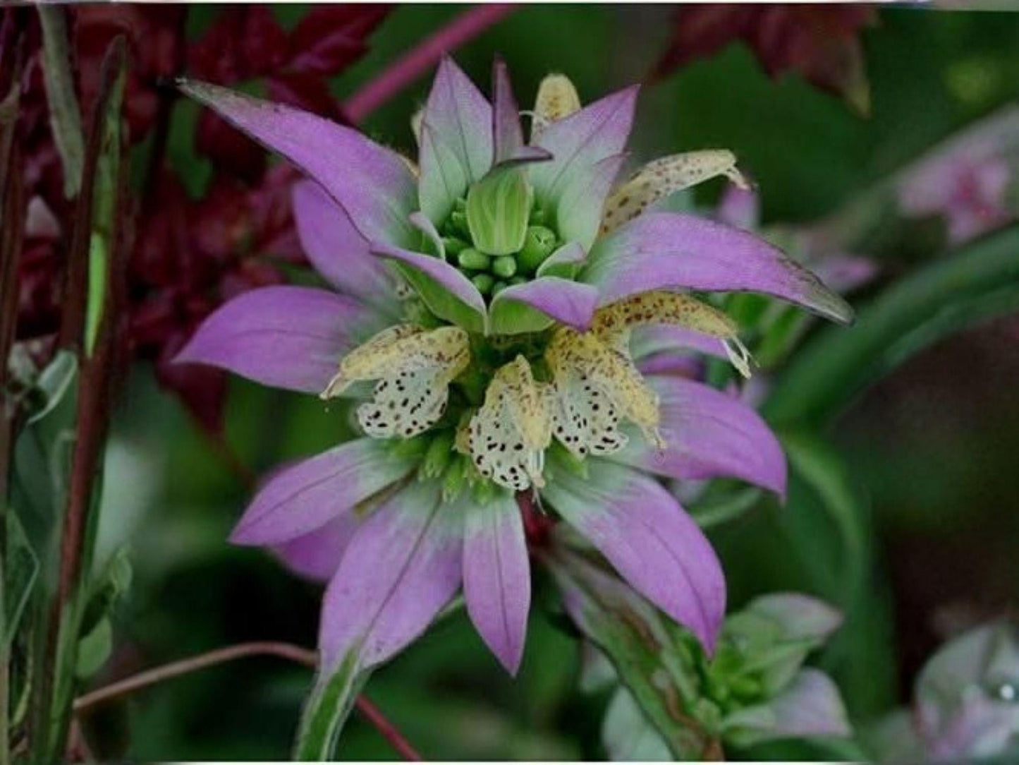 Monarda Punctata Seeds – 100 Spotted Bee Balm, Drought Tolerant Wildflower, Pollinator Plant, Native Horsemint Seeds
