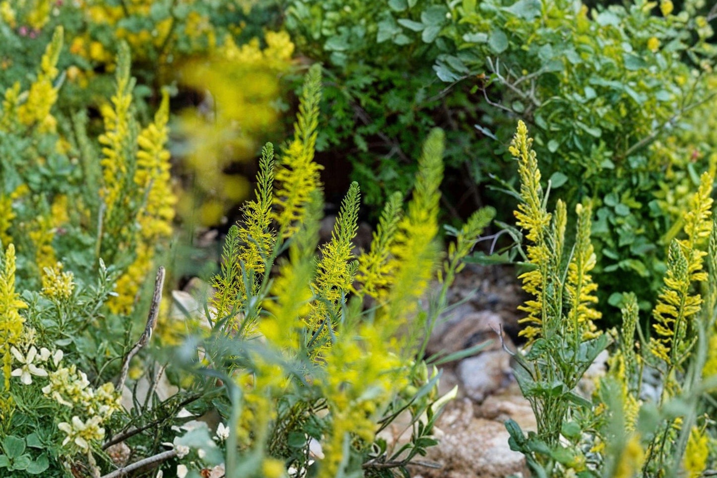 Prince's Plume Seeds - Native Yellow Wildflower for Xeriscape Gardens - Stanleya pinnata, Drought-Tolerant Perennial
