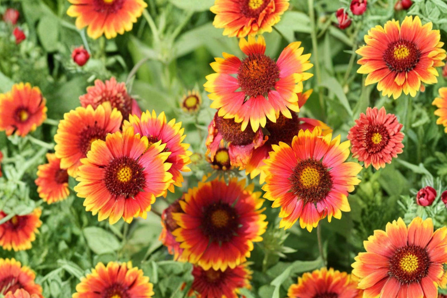 Meriwether Blanketflower Seeds – Red Yellow Gaillardia, Native Wildflower, Gaillardia aristata, Drought Tolerant Perennial