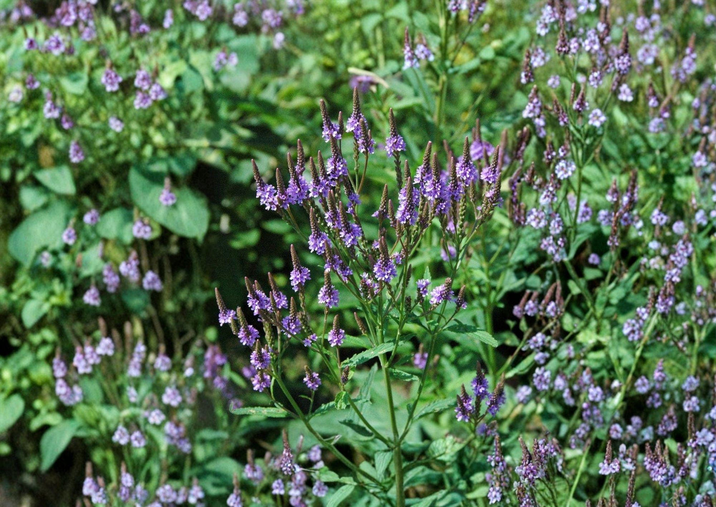 Blue Vervain Seeds - Verbena hastata Native Pollinator Wildflower for Wetlands, Meadows, Streambanks, 100 Seeds