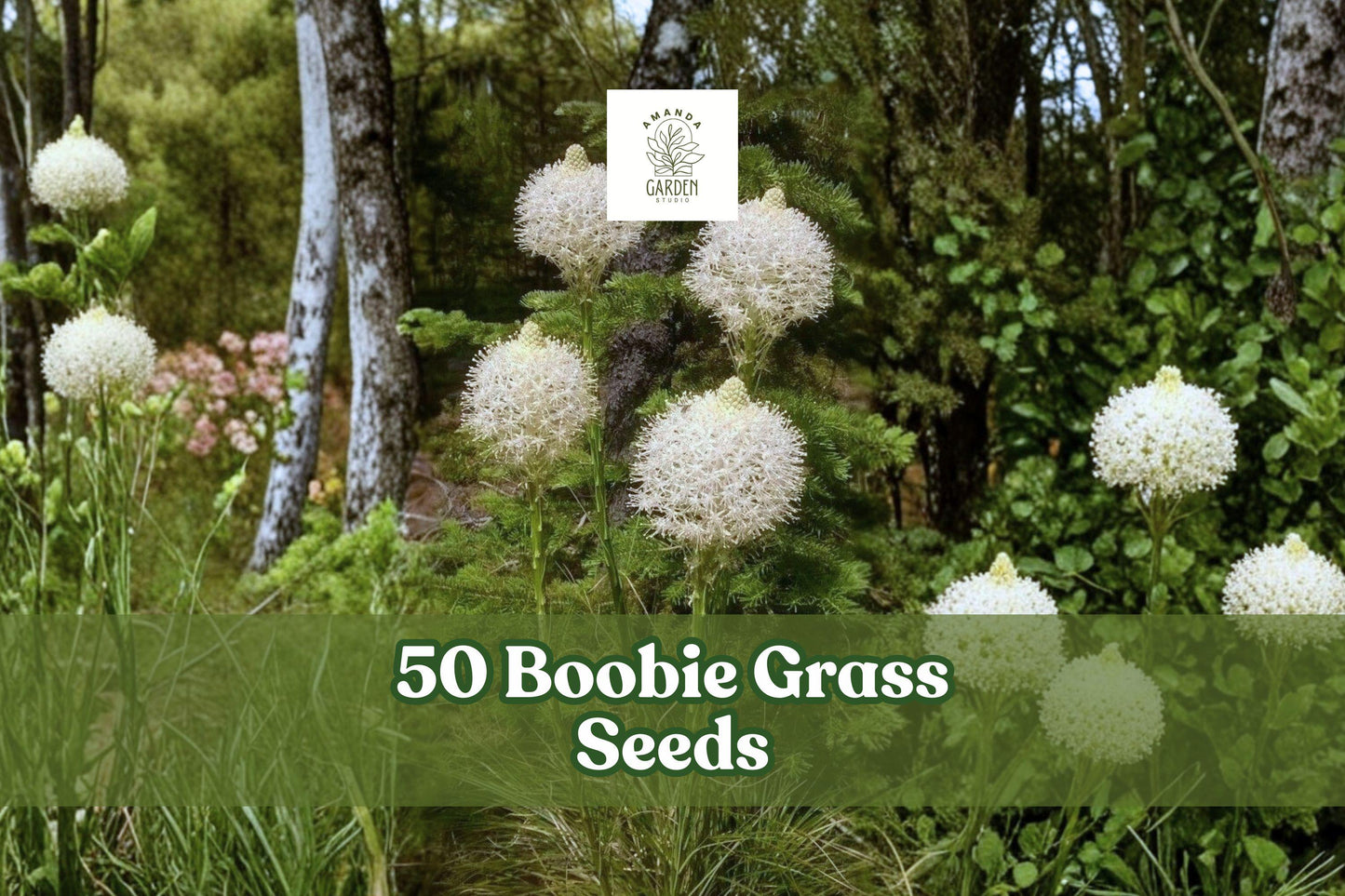 Boobie Grass Seeds - Ornamental Flowering Grass for Landscaping, Garden Borders, and Natural Landscapes