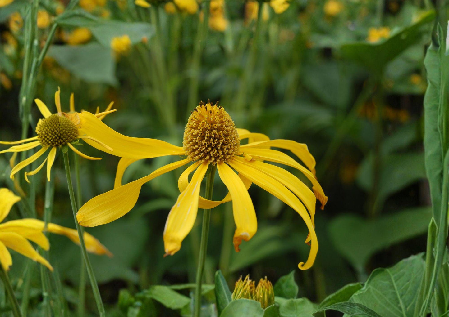 Cutleaf Coneflower Seeds – Rudbeckia laciniata var. ampla, Native Yellow Wildflower, Tall Perennial, Pollinator-Friendly, 50 Seeds