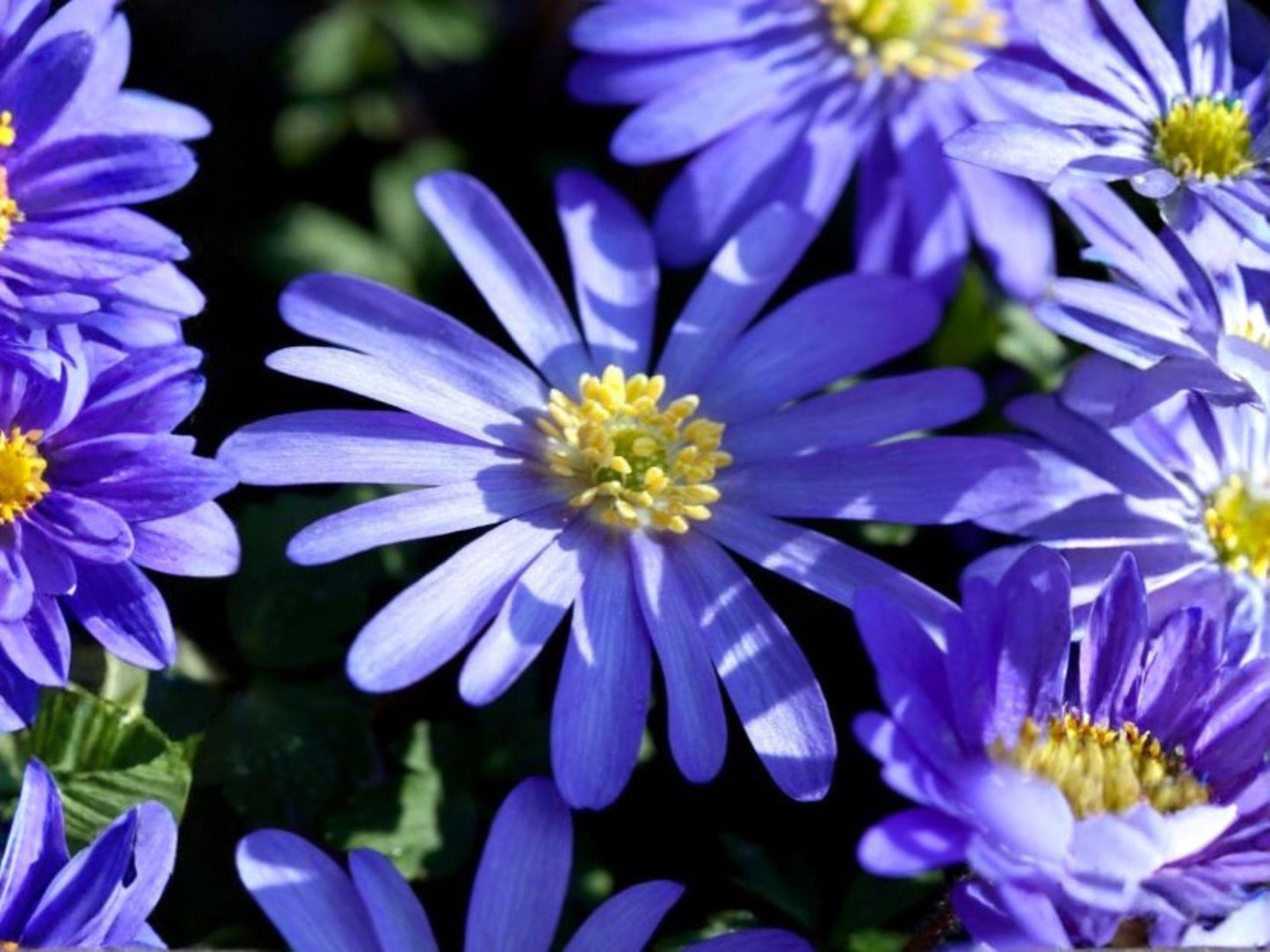 Anemone Multifida Seeds – 100 Windflower Native Wildflower for Prairie, Rock Garden & Pollinator Gardens