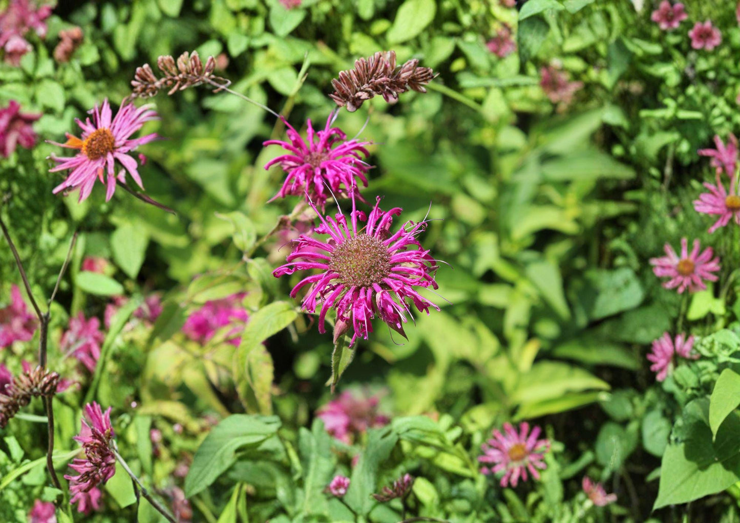 Purple Bergamot Seeds – Monarda media Lavender Pink Bee Balm Pollinator Wildflower, Native Perennial, 100 Seeds