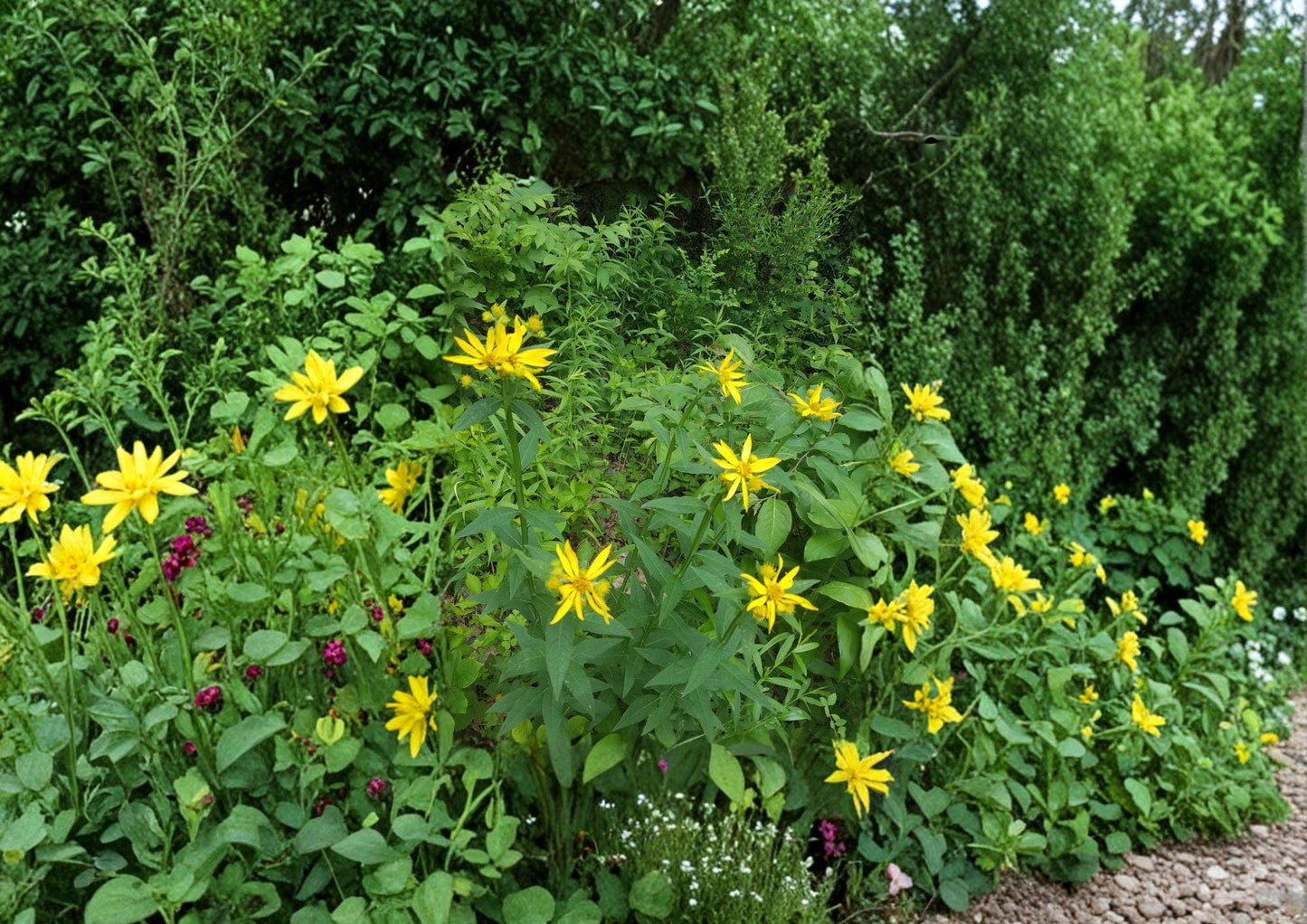 Verbesina helianthoides Yellow Crownbeard Seeds – Native Prairie Wildflower, Tall Perennial, Pollinator Attractant, 30 Seeds