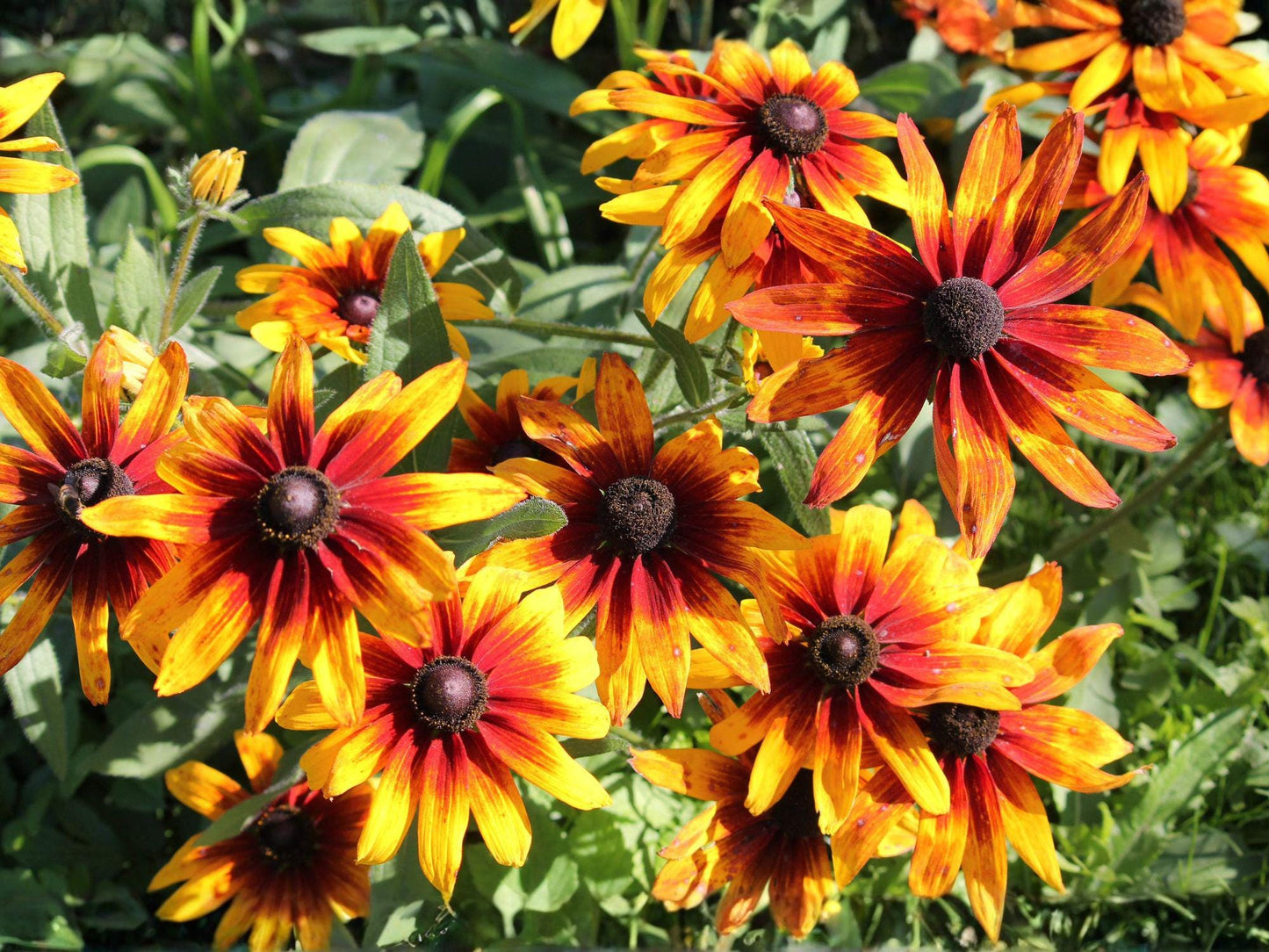 Gloriosa Daisy Seeds – Rudbeckia Hirta, Yellow & Bronze Blooms, 250 Seeds, Annual Flower for Borders, Wildflower & Pollinator Gardens