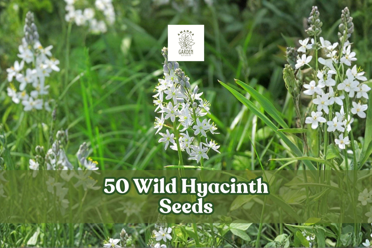 Wild Hyacinth Seeds – Camassia scilloides Native Perennial with Pale Blue to Violet Flowers, 50 Seeds