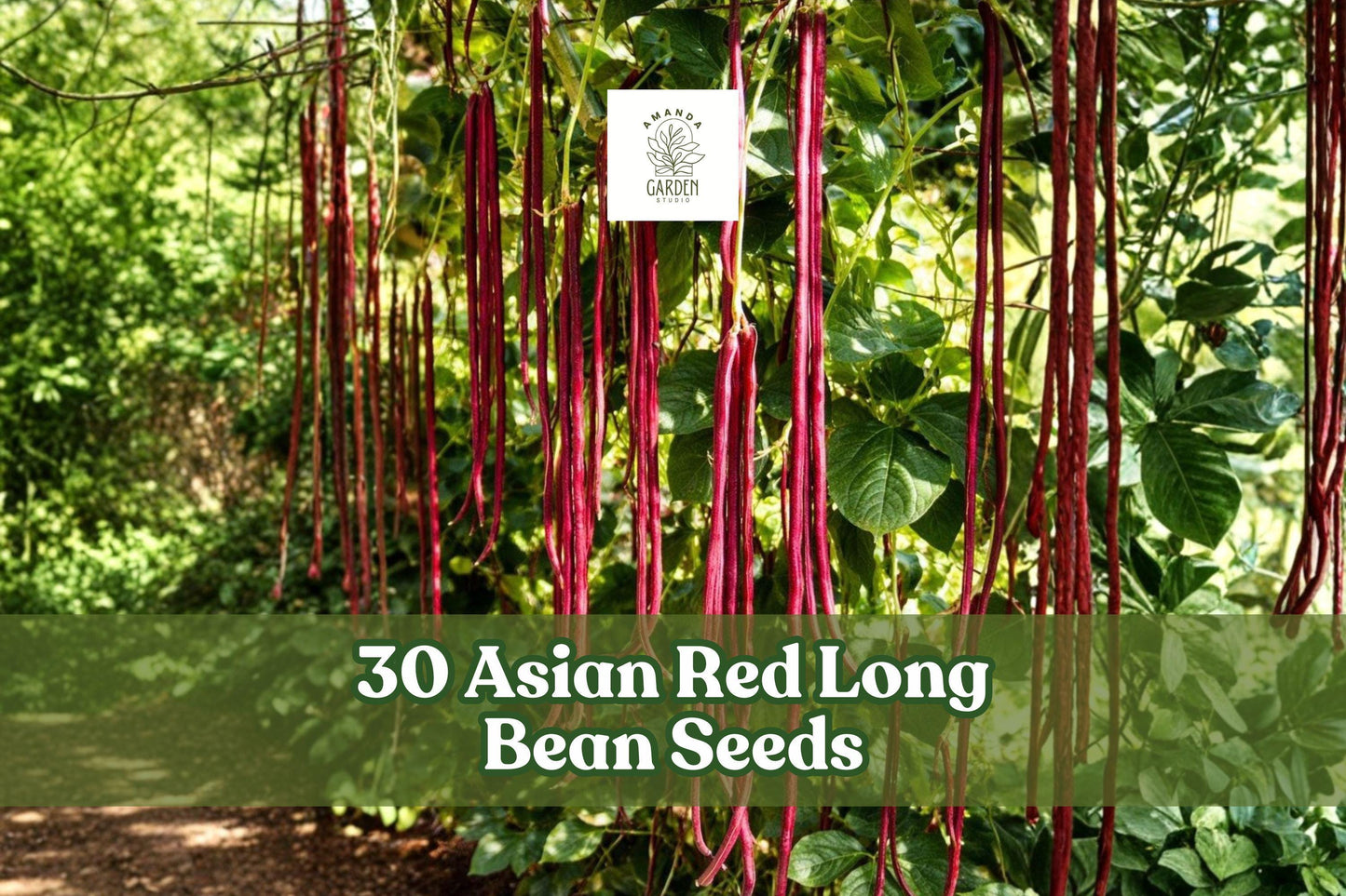 Asian Red Long Bean Seeds - Vigna unguiculata, Long Red Pods, Climbing Vegetable Plant for Garden Planting