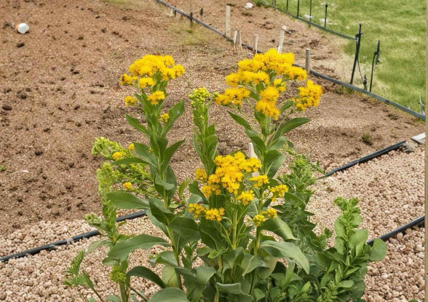 Stiff Goldenrod Seeds, Native Prairie Perennial, Bright Yellow Wildflower, Solidago rigida, Drought Tolerant, Pollinator Attractant