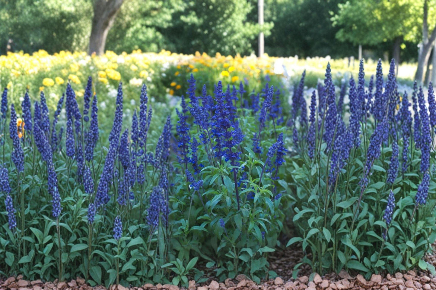 Blue Sage Seeds - Salvia Farinacea, Pollinator Garden, Drought Tolerant, Perennial, 100 Seeds
