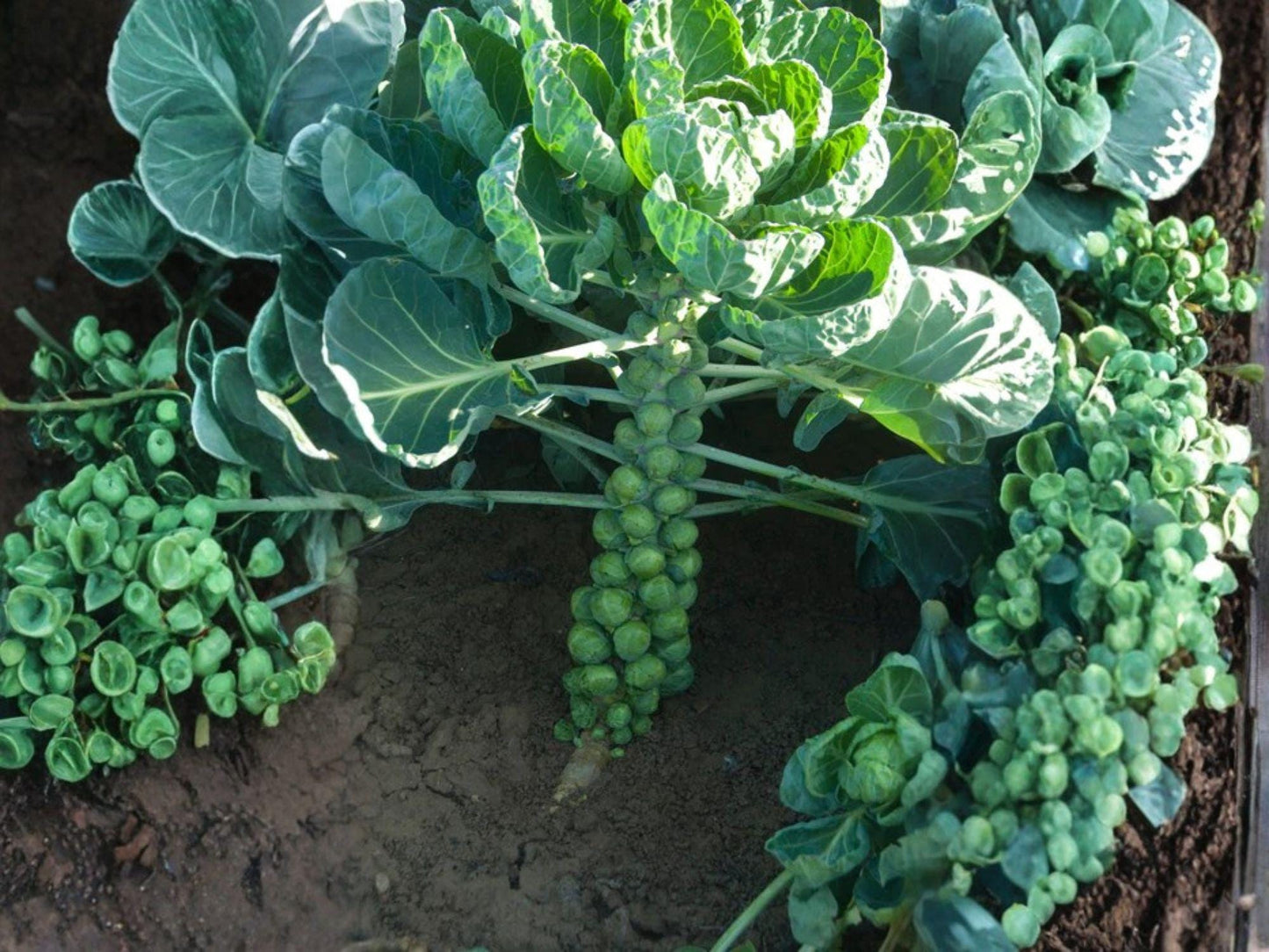 Long Island Improved Brussels Sprouts Seeds – 500 Heirloom Cold Hardy Fall Vegetable Garden Planting