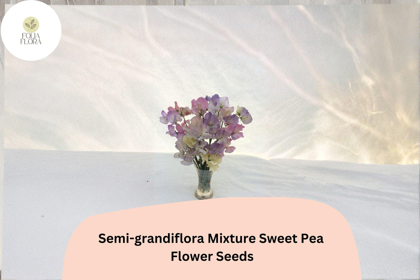 Semi-Grandiflora Sweet Pea Seeds, Multi-Color Climbing Flowers, Lathyrus odoratus, Garden Trellis & Fence Climber