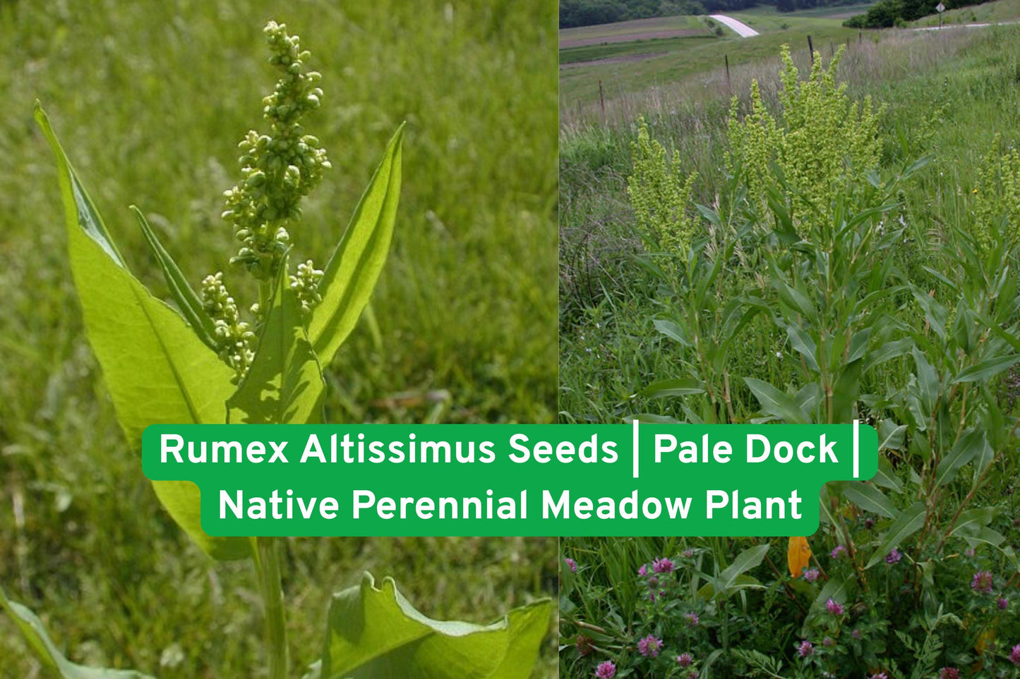 Native prairie seeds, Tall perennial plant, Meadow plant seeds, Wildlife friendly seeds, Native North American seeds, Prairie garden seeds, Low maintenance seeds, Soil stabilizer plant, Tall seed stalks, Natural restoration seeds, Hardy perennial seeds, Moist soil seeds, Cold stratification seeds