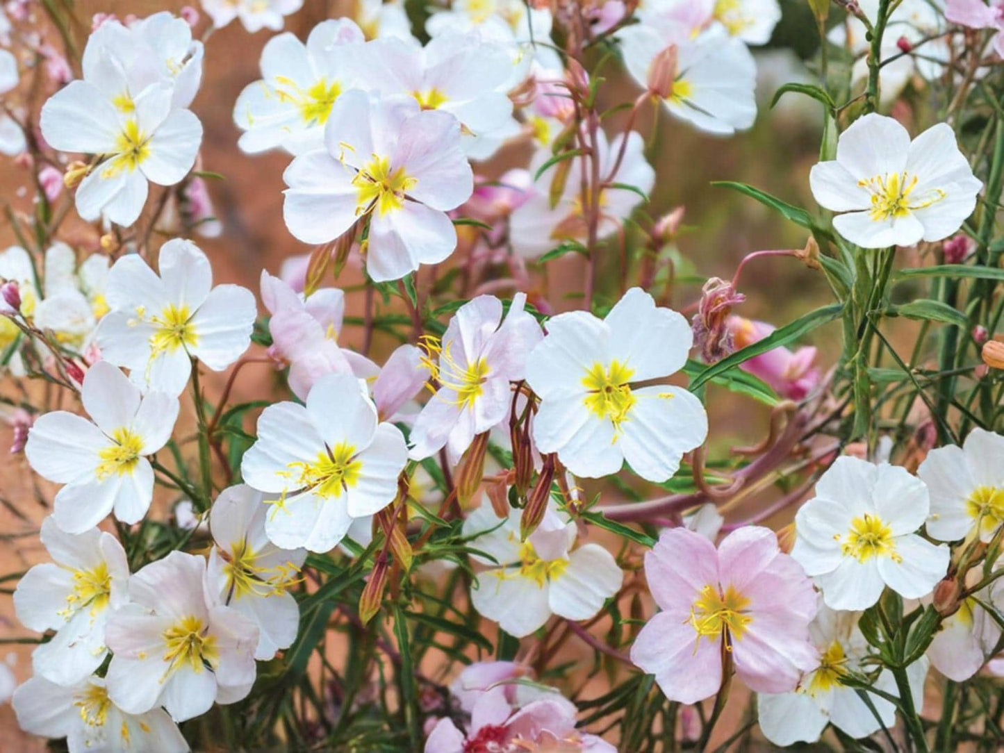 Pale Evening Primrose Seeds – Oenothera pallida – Native Perennial Wildflower for Drought Tolerance & Nighttime Blooming