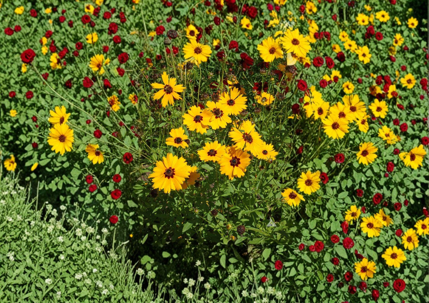 Golden Wave Tickseed Seeds, Native Coreopsis basalis, Yellow & Red Wildflower, Pollinator-Friendly, Drought Tolerant