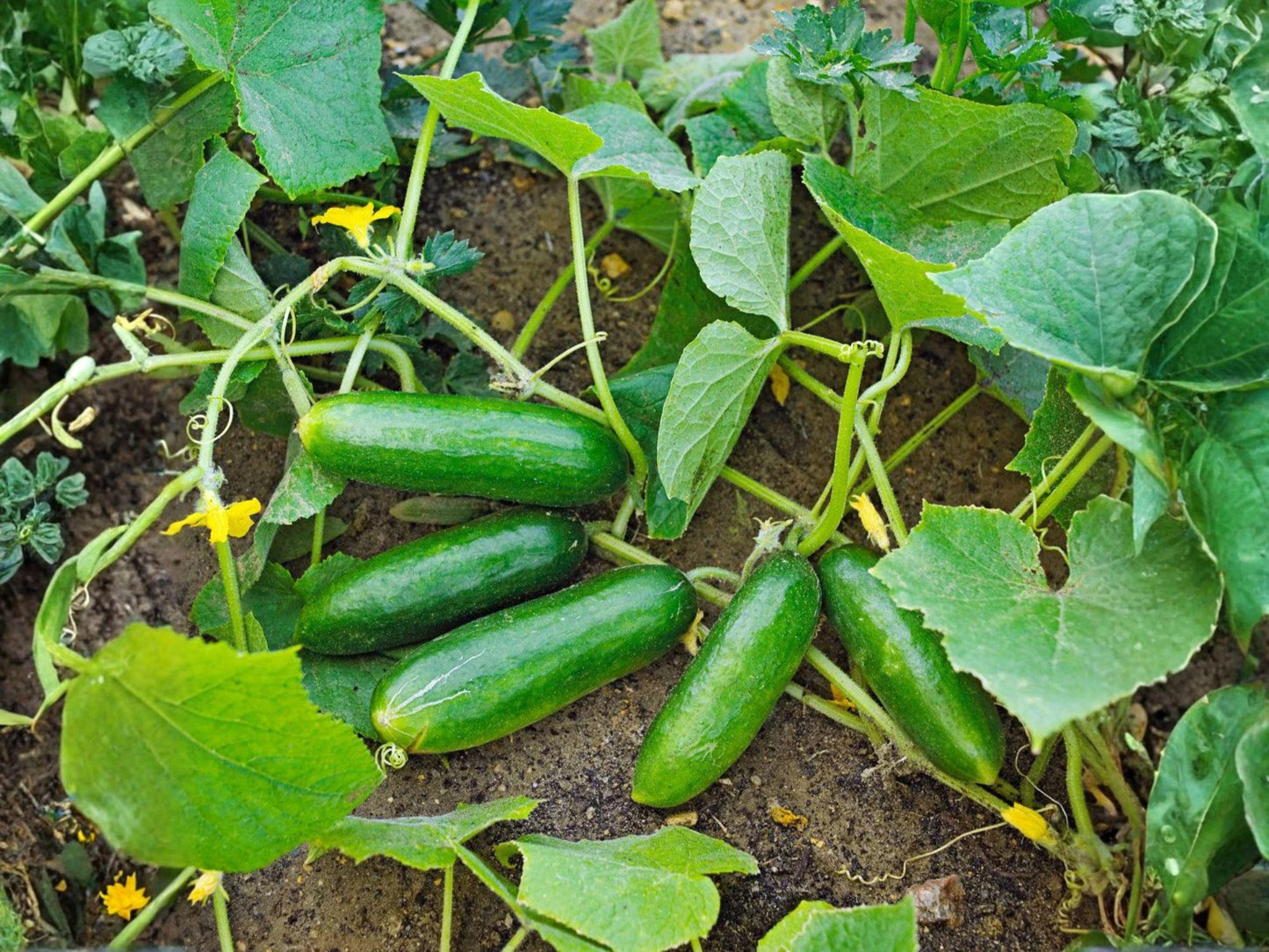 Spacemaster 80 Cucumber Seeds – Compact Bush Slicing Cucumbers for Containers & Small Gardens – High Yield Garden Variety