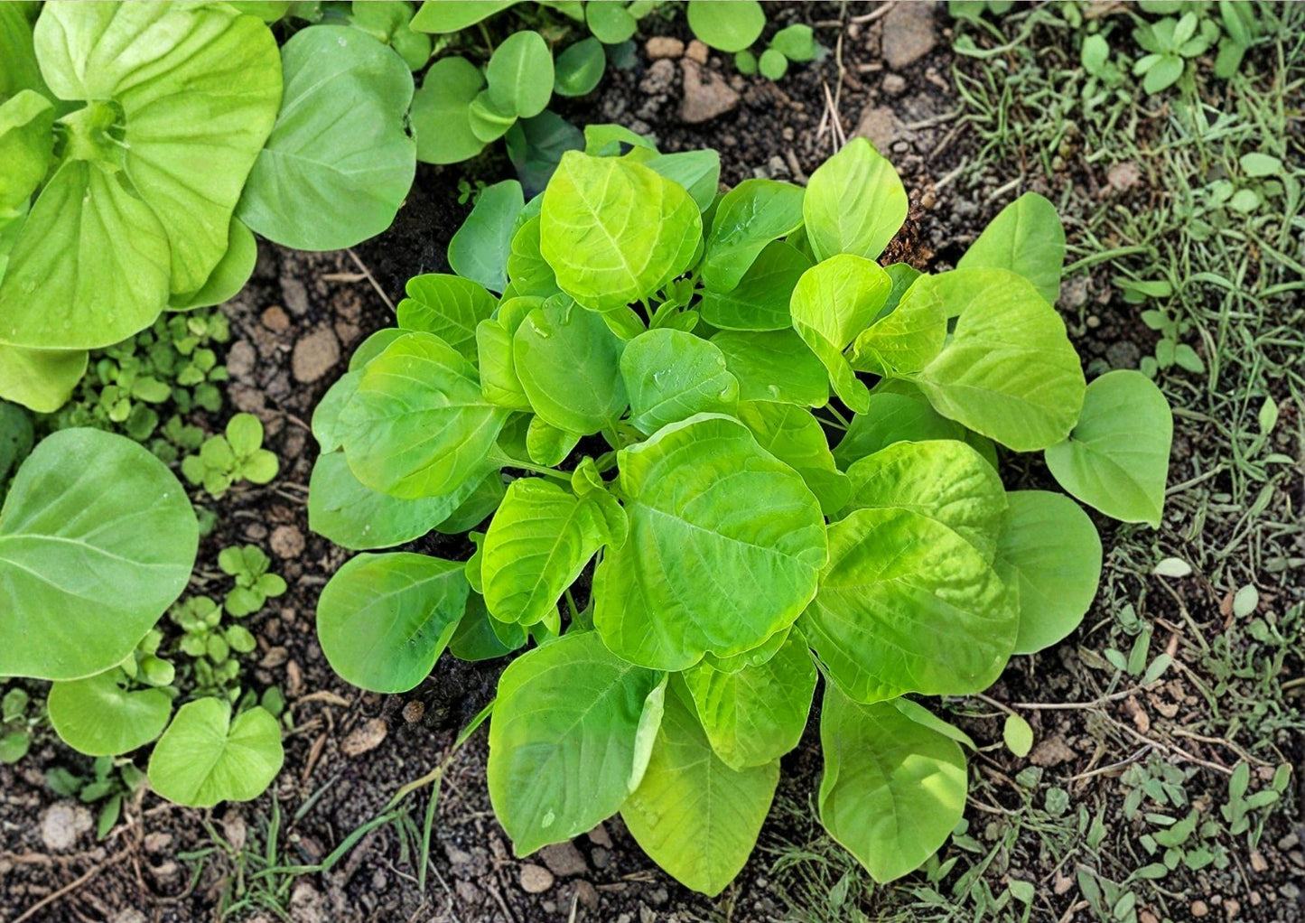 Edible Amaranth Seeds White Light Green Heat Tolerant 500 Seeds, Nutritious Leafy Green, Fast-Growing Vegetable, Heirloom, Organic