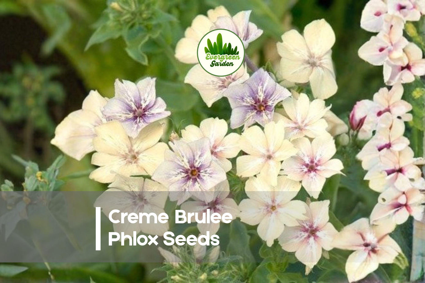 Creme Brulee Phlox Seeds – 100+ Pastel Flowering Annual for Borders, Containers, Pollinator Gardens – Phlox drummondii