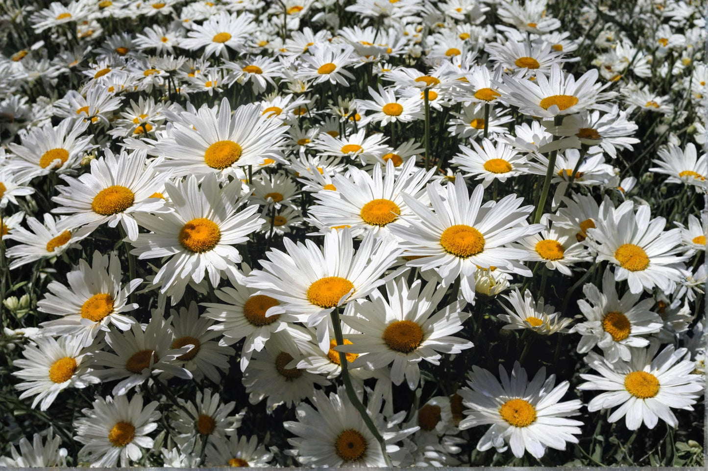 Shasta Daisy Seeds 100 Pack – Perennial White Flower – Chrysanthemum Maximum – Cottage Garden Plant