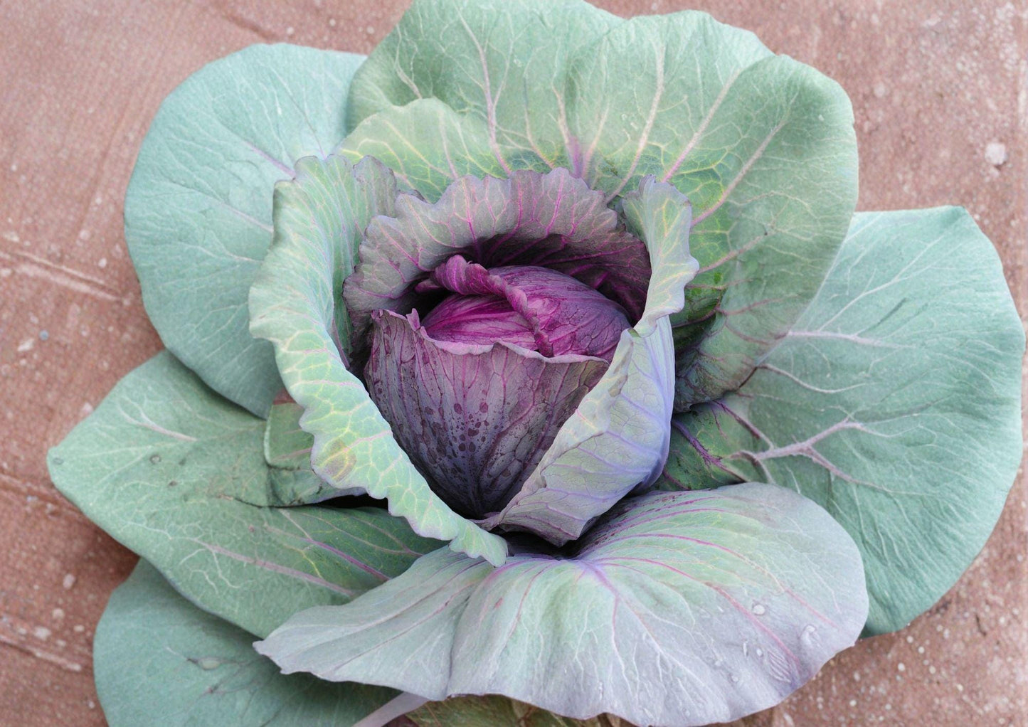 Red Acre Cabbage Seeds - 500 Heirloom, Early, Compact Deep Red-Purple Heads, Brassica oleracea