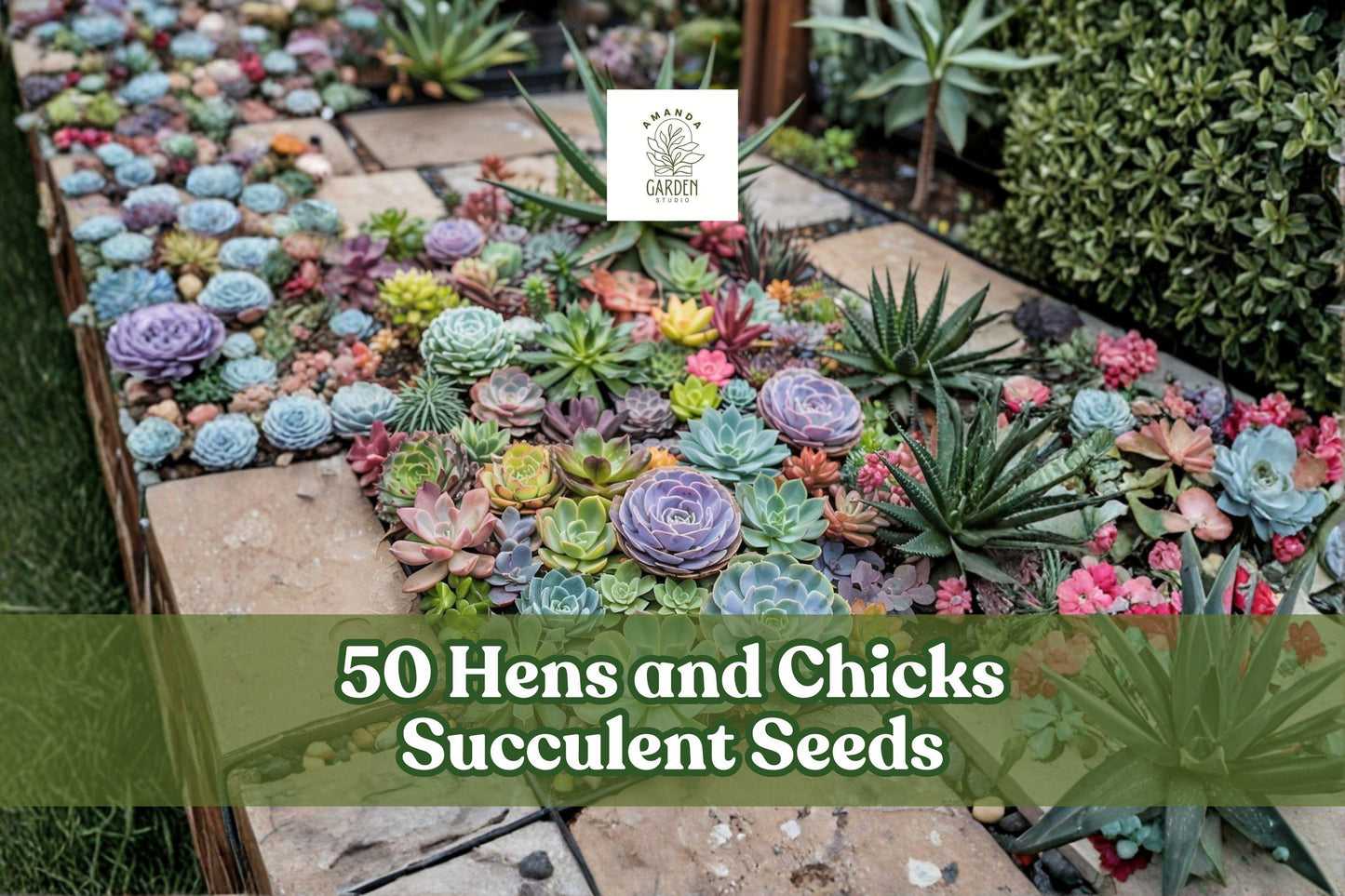 50 Hens and Chicks Succulent Seeds for Planting - Sempervivum spp. Rosette-Forming, Perennial, Low Water, Container & Rock Garden
