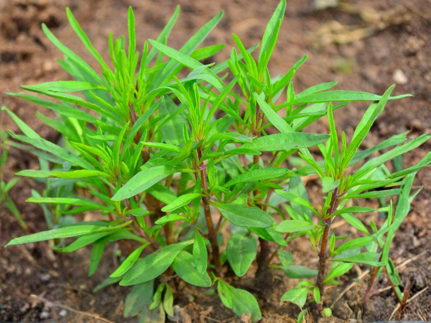 Summer Savory Seeds – 500 Heirloom Culinary Herb Garden Seeds for Cooking, Pollinator Gardens, and Containers