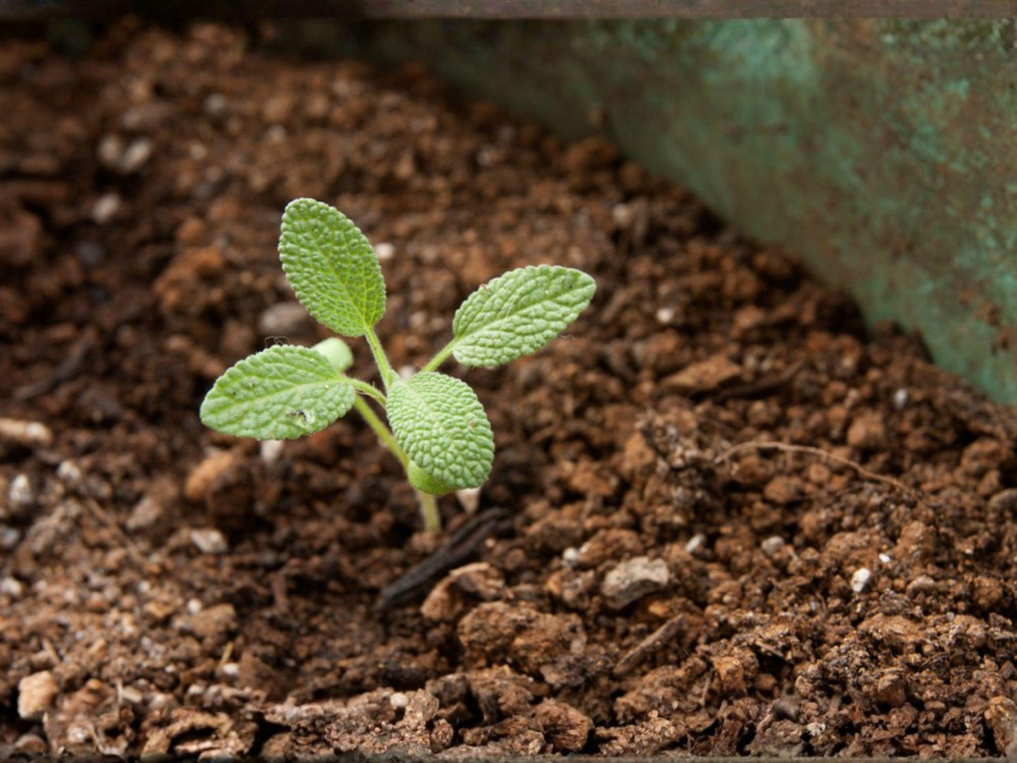 Broadleaf Sage Seeds, Culinary Herb, Salvia officinalis, Perennial, Fragrant, Silvery Green Leaves, 30 Seeds
