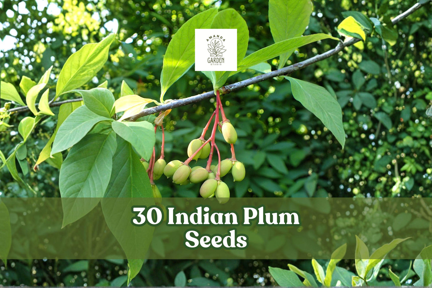 30 Indian Plum Seeds – Native Deciduous Shrub Oemleria cerasiformis for Woodland Gardens
