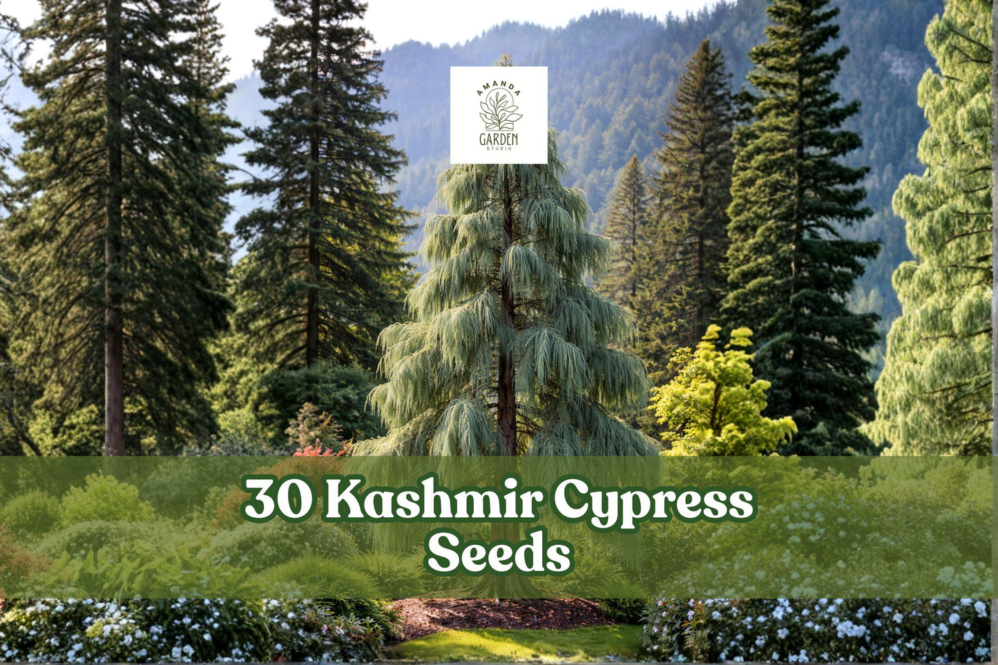 Kashmir Cypress Seeds – Weeping Evergreen Tree with Blue-Green Foliage – Cupressus cashmeriana, Ornamental Landscape Plant, 30 Seeds