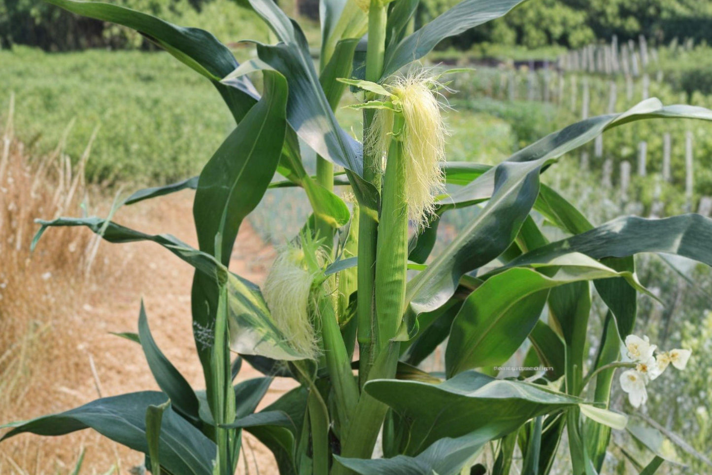 Japanese Hulless White Popcorn Seeds - Heirloom, Non-GMO, Dual Purpose, 50 Pack