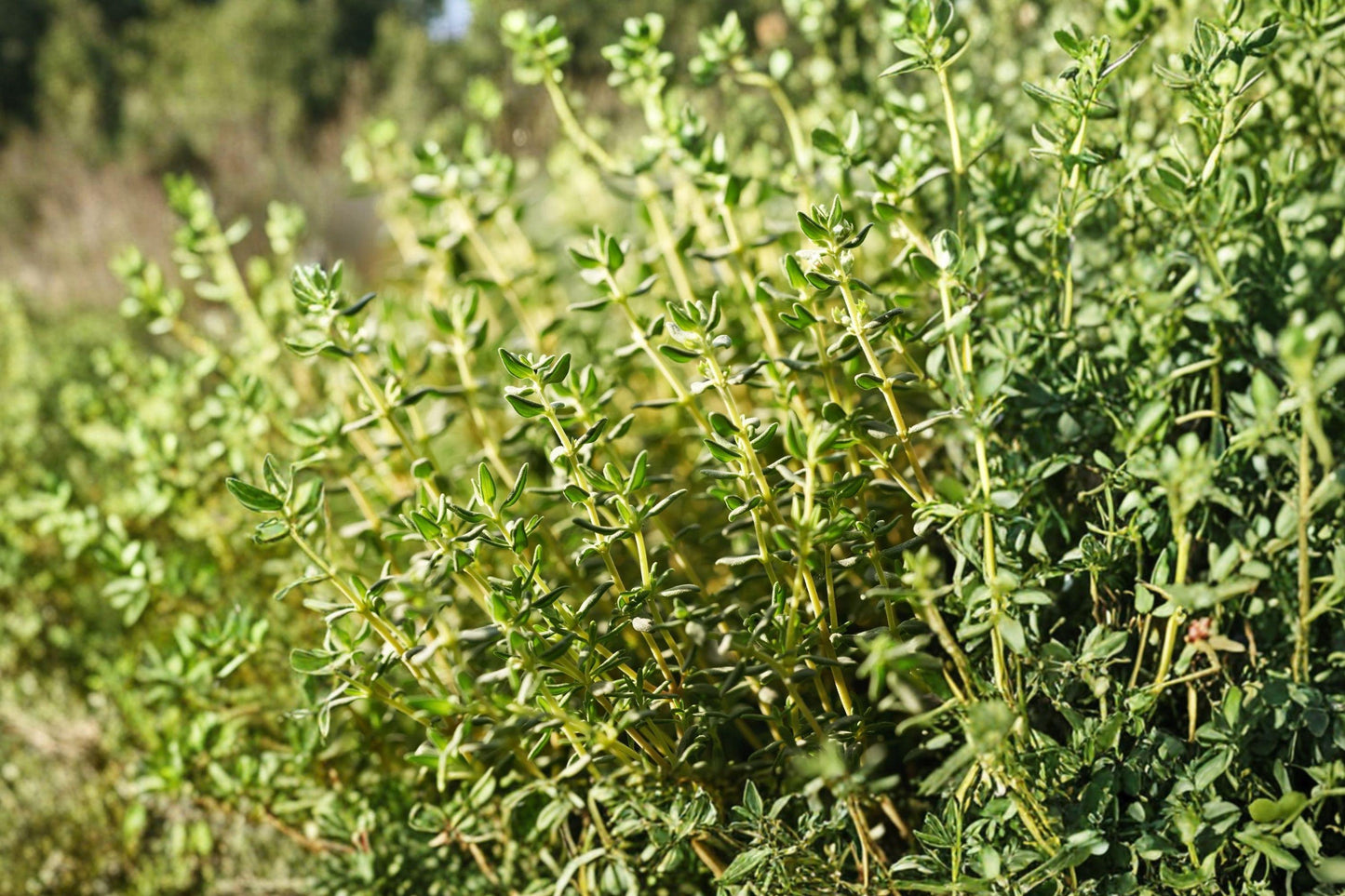 Heirloom Thyme Seeds 300 Pack – Non-GMO Aromatic Culinary Herb – Common Thymus vulgaris for Herb Gardens & Containers
