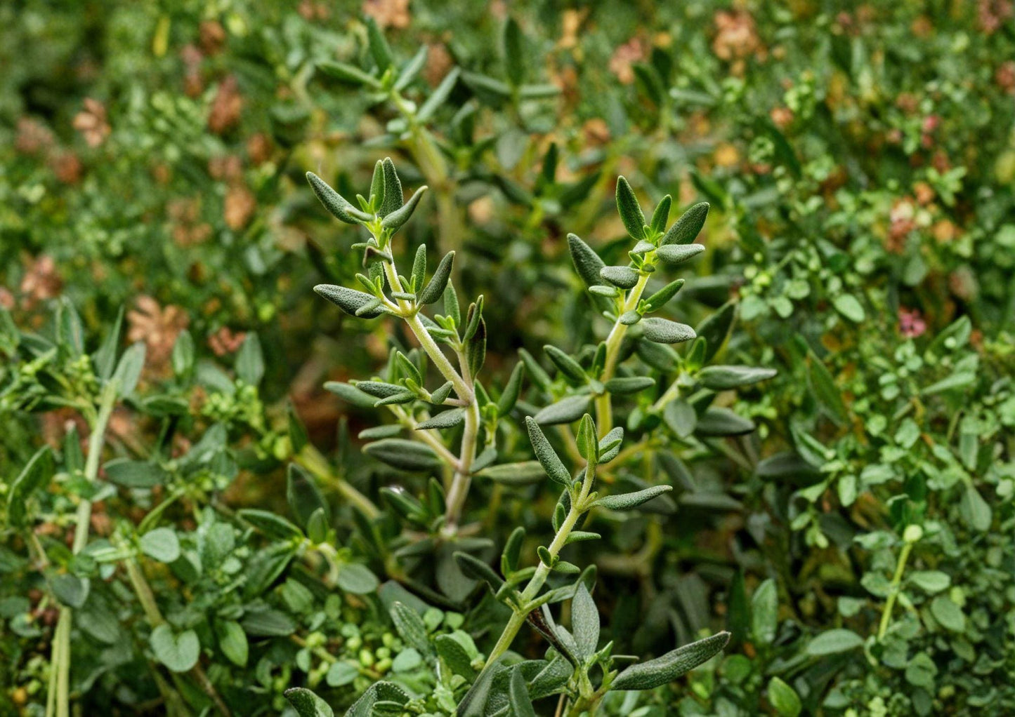 Heirloom Thyme Seeds - 300 Aromatic Culinary Herb Seeds - Common Thyme (Thymus vulgaris) for Herb Gardens, Borders, and Containers