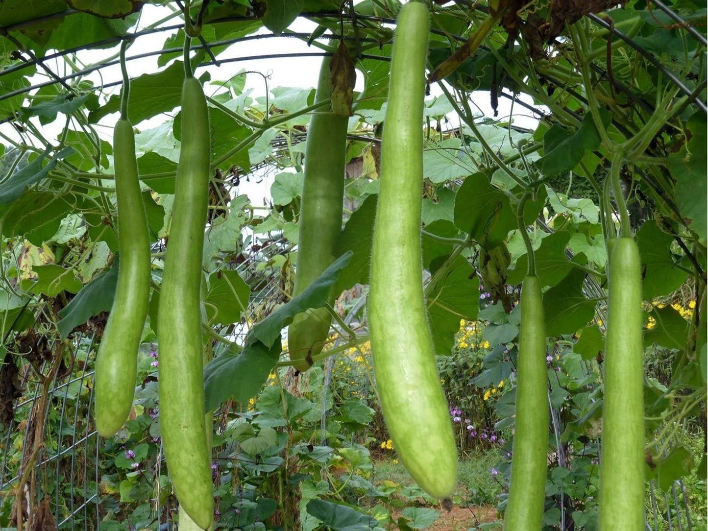 Snake Gourd Seeds – Long Edible Curved Vegetable, Heirloom, Non-GMO, Lagenaria siceraria