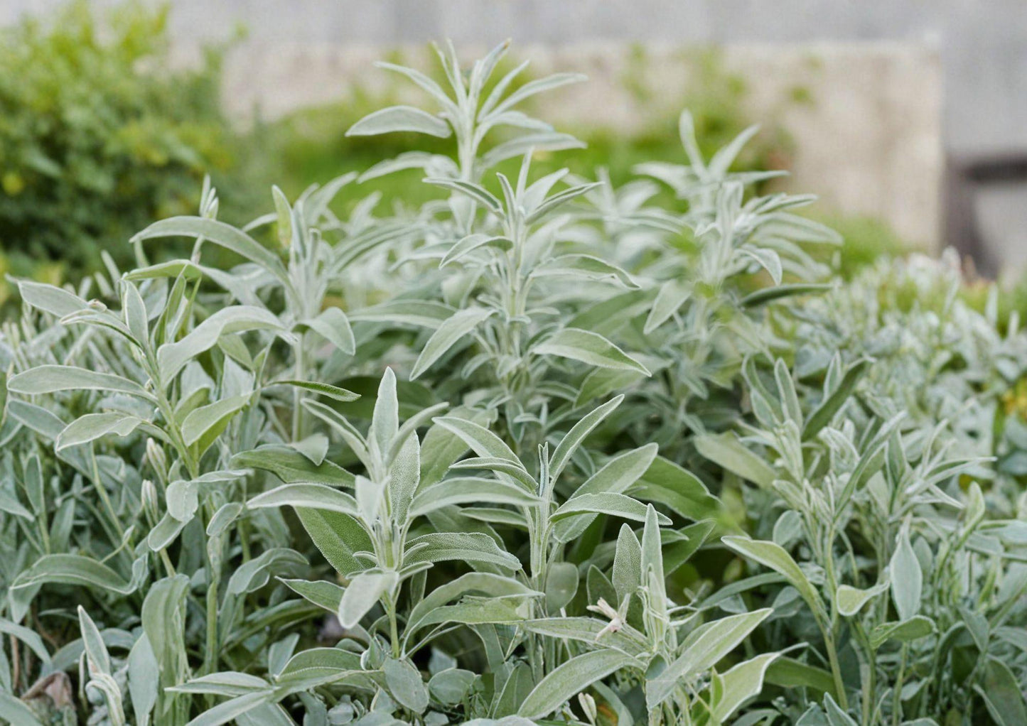 Broadleaf Sage Herb Seeds 30 Pack | Culinary Salvia officinalis Perennial Herb for Gardens & Containers