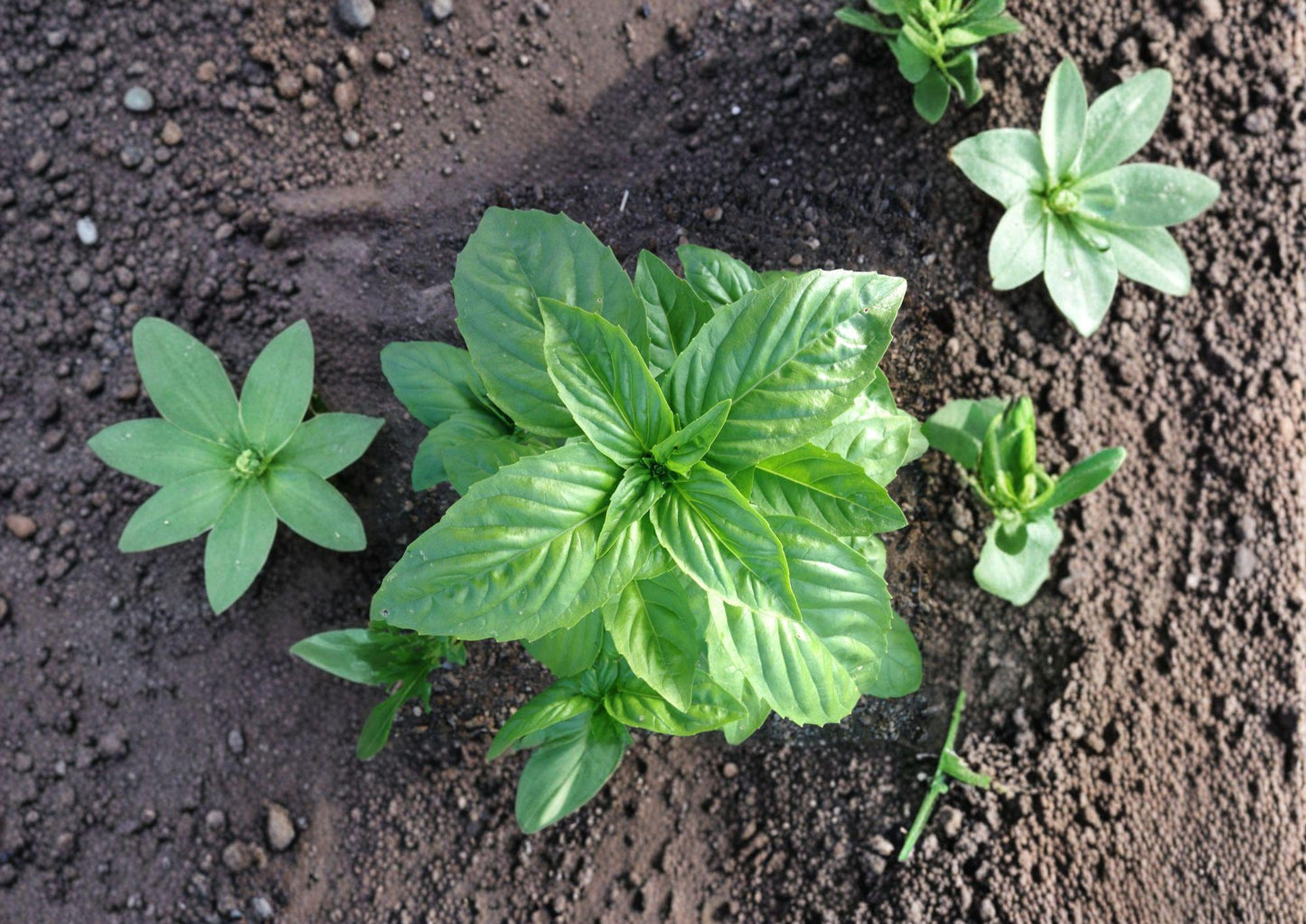Genovese Basil Seeds Heirloom Sweet Italian Culinary Herb 500 Seeds for Pesto, Pasta, Salad