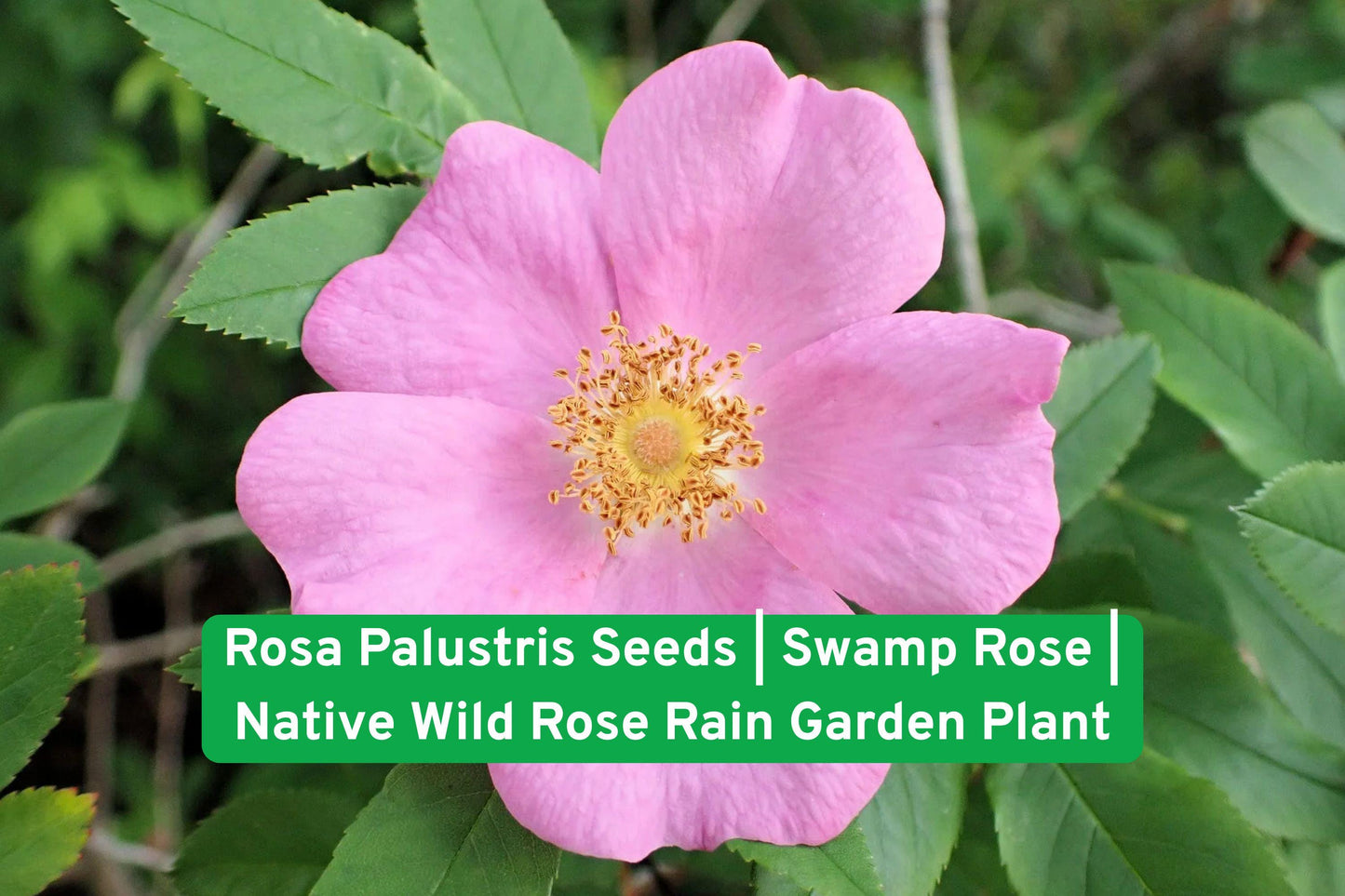 Swamp Rose Seeds, Native Wild Rose, Rain Garden Plant, Pink Flower Shrub, Wetland Rose Seeds, Perennial Garden Plant, Wildlife Attracting Plant, Moist Soil Shrub, Native North American Rose, Bird & Pollinator Friendly, Marsh Plant Seeds, Fragrant Pink Blooms, Low Maintenance Shrub