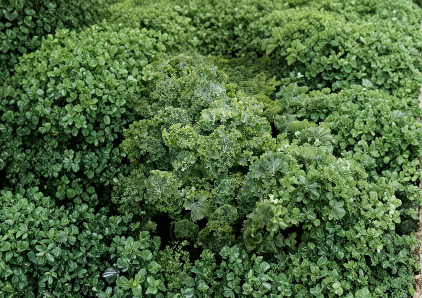 Dwarf Siberian Improved Kale Seeds – Heirloom, Cold Hardy, Curled Leaf Vegetable, 500 Seeds
