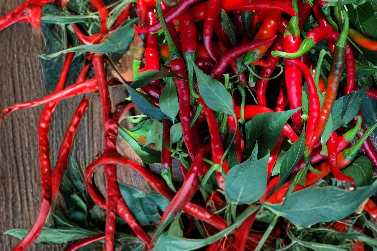 Heirloom Cayenne Red Long Pepper Seeds – 25 Spicy Chili Pods for Drying, Sauces, Hot Peppers, Capsicum annuum