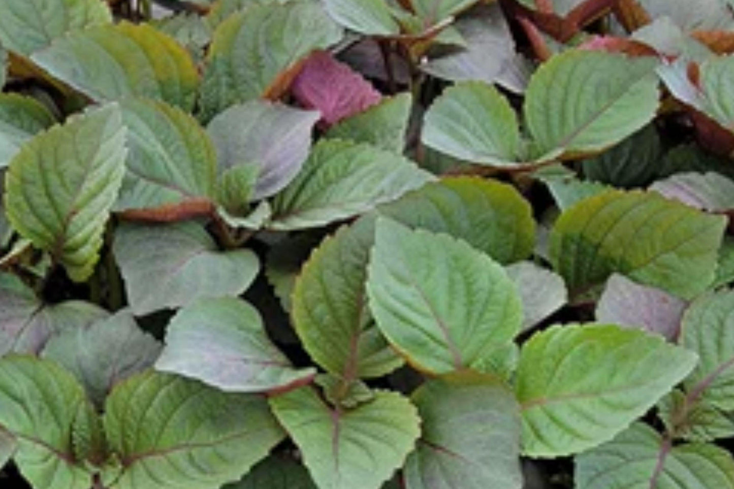 Perilla Shiso Jeok Ssam Ip Herb Seeds – 500 Heirloom Red Purple Leaves for Culinary Gardening, Asian Cuisine, Container Planting