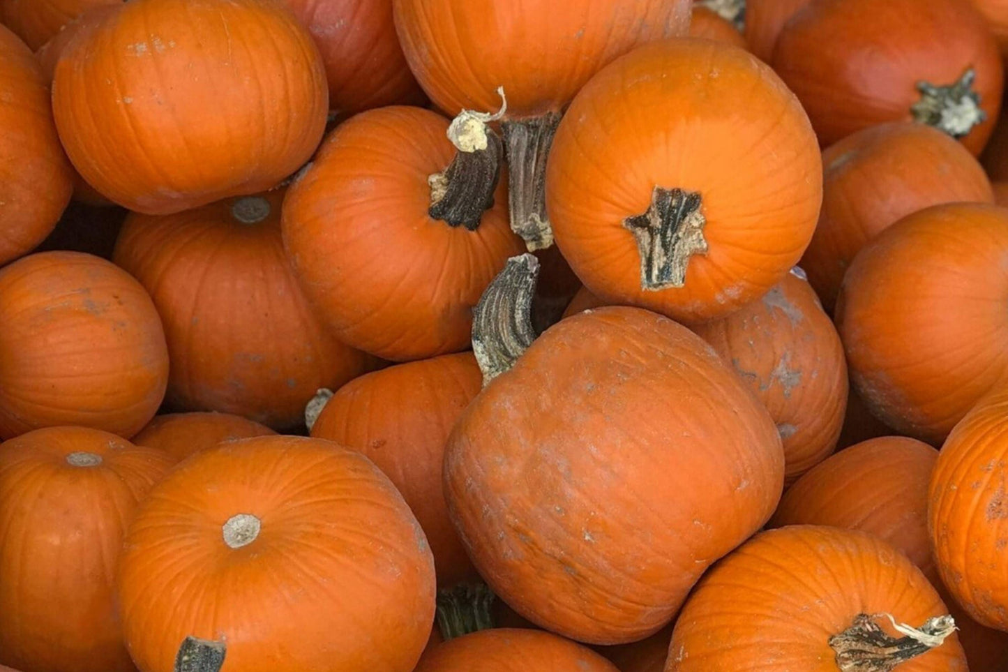 Small Sugar Pumpkin Seeds – Heirloom Pie Pumpkin for Baking and Roasting, Compact Vining Plant, Cucurbita pepo