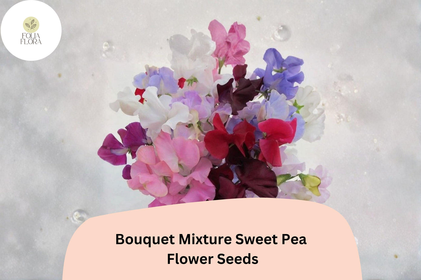 Bouquet Mixture Sweet Pea Seeds 50+ | Climbing Fragrant Lathyrus odoratus Multi-Color Garden Flowers