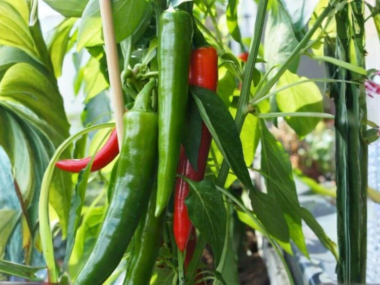 Anaheim Hot Pepper Seeds – Mild Heirloom Chili for Roasting, Stuffing, Grilling – Capsicum annuum, 25 Seeds