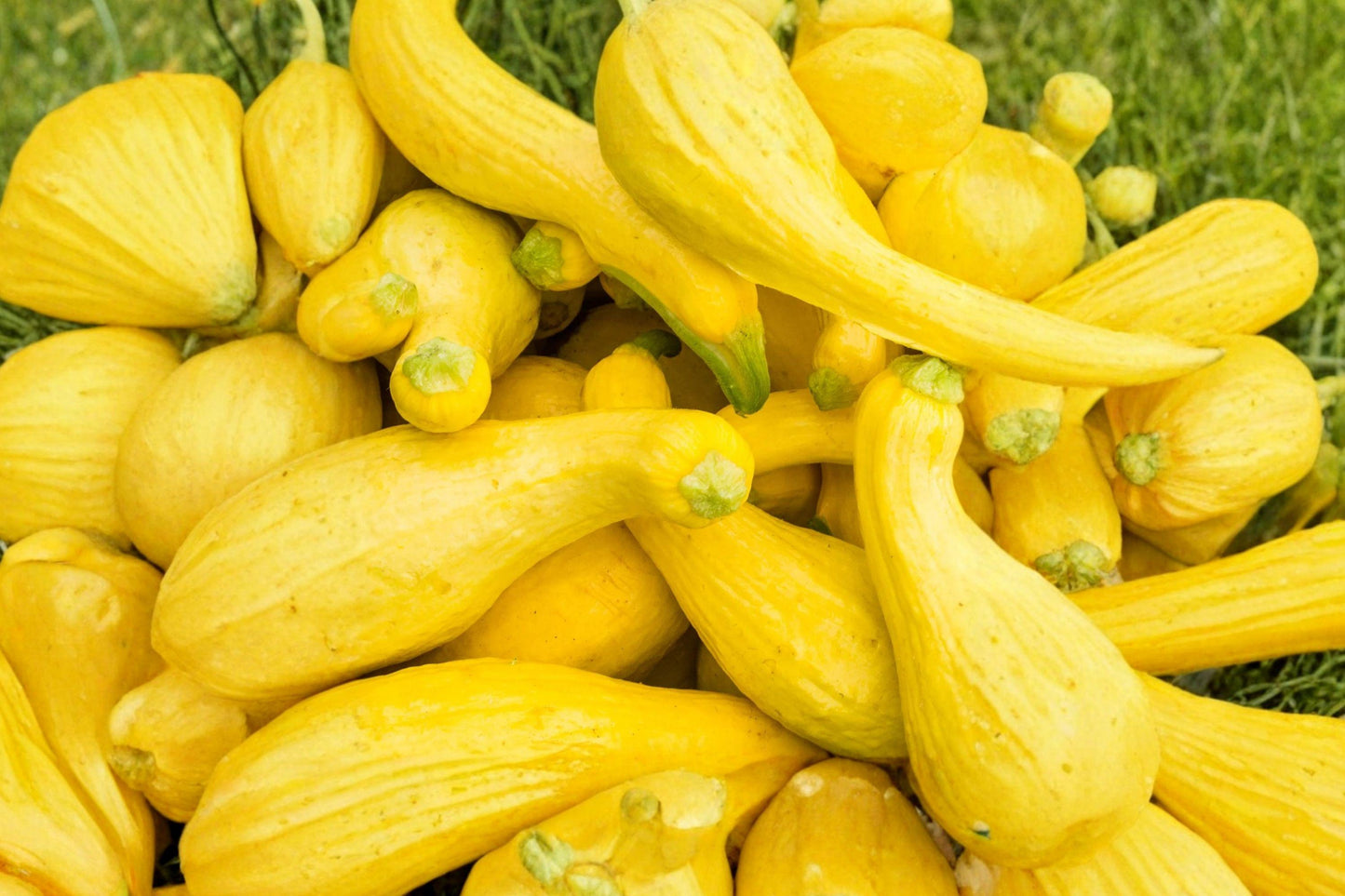 Early Summer Crookneck Squash Seeds β Heirloom Yellow Vegetable for Organic Garden, Homegrown, Tender, Curved Neck, 10 Seeds