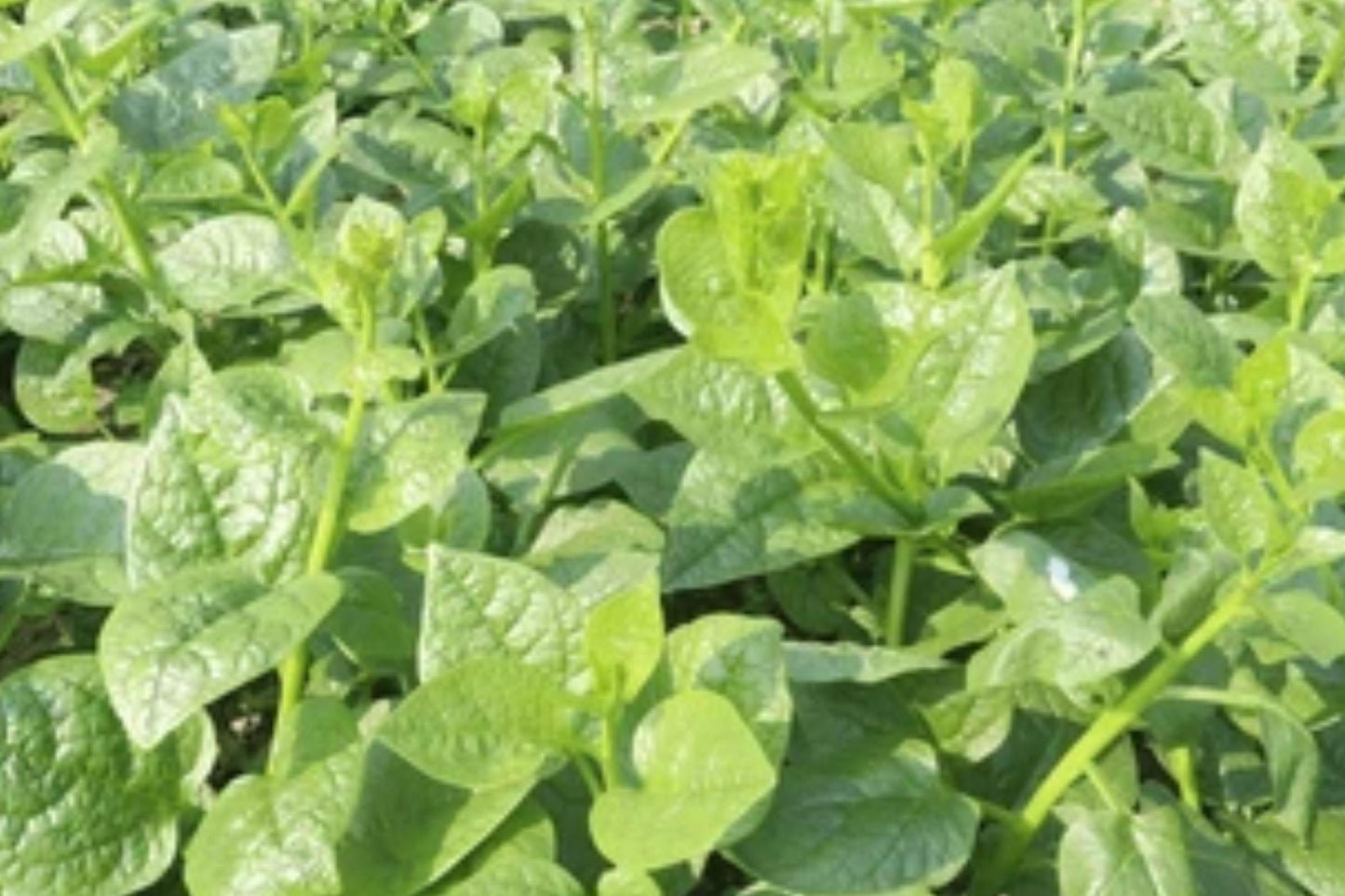 Malabar Spinach Seeds, Heirloom Tropical Climbing Vegetable, Green Vines Supreme, Ipomoea reptans