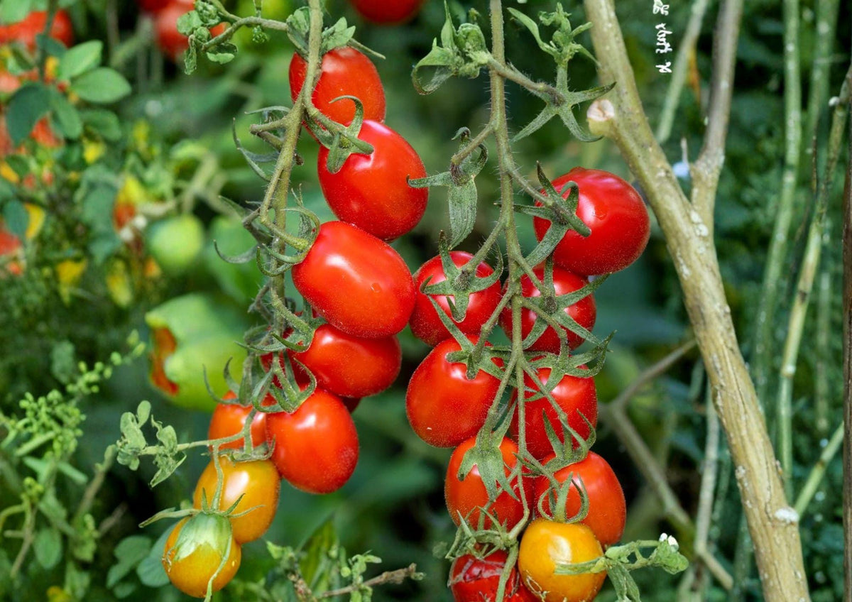 Heirloom Roma Tomato Seeds – Plum Paste Variety for Sauces, Canning, Cooking – Solanum lycopersicum