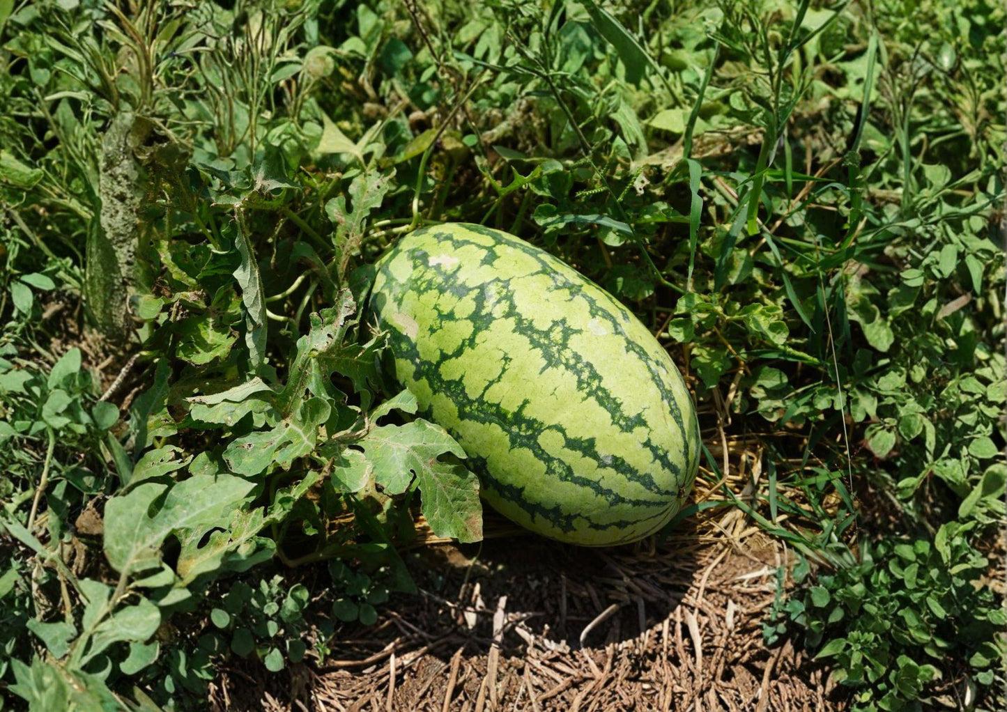 Jubilee Watermelon Seeds β Heirloom Sweet Red Melon, Large Oblong Fruit, Premium Vegetable Seeds for Summer Gardening