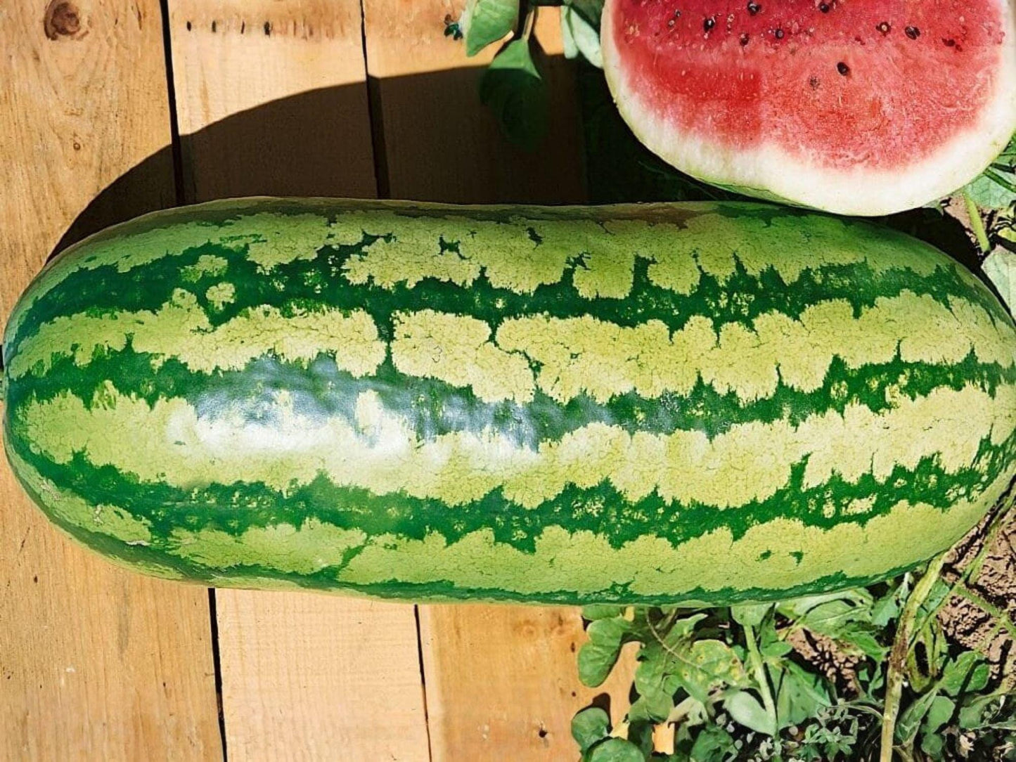 Jubilee Watermelon Seeds – Heirloom Striped Summer Melon for Garden Growing – Oblong, Sweet, Red Flesh, Heirloom Cucumis melo