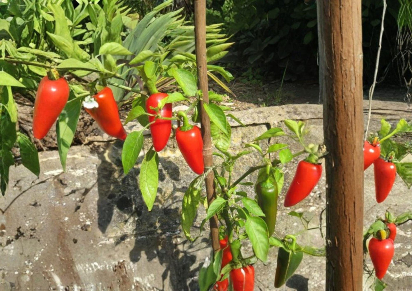 Fresno Chile Hot Pepper Seeds – Heirloom, Medium Heat, Fruity Flavor, Garden Growing, Conical Red Peppers, Capsicum annuum